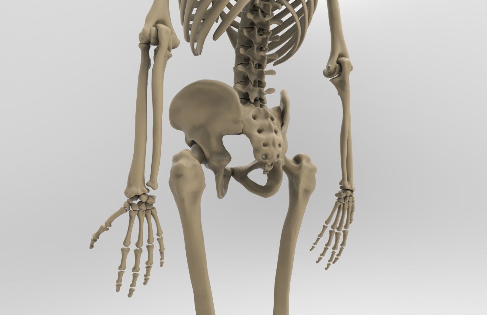 Human Skeletal System  3D model_4