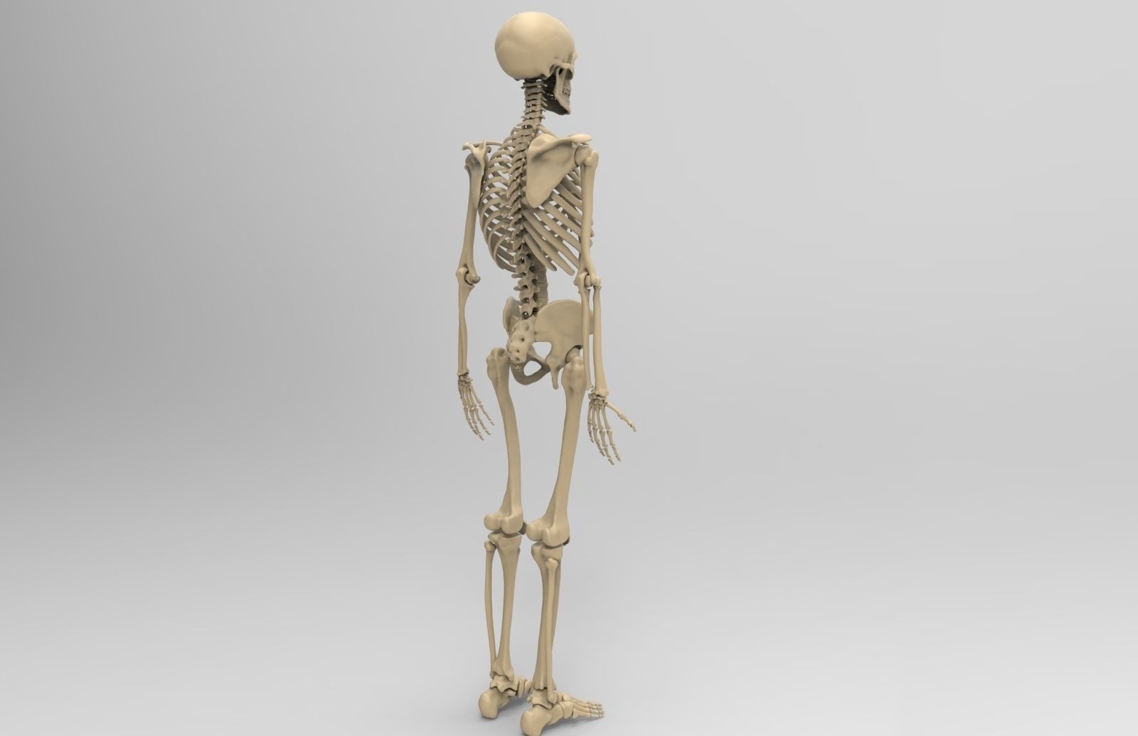 Human Skeletal System  3D model_8