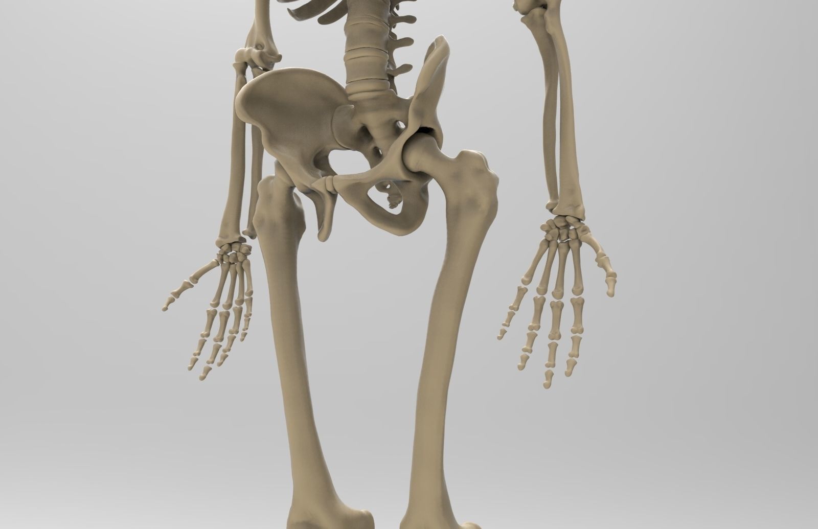 Human Skeletal System  3D model_3