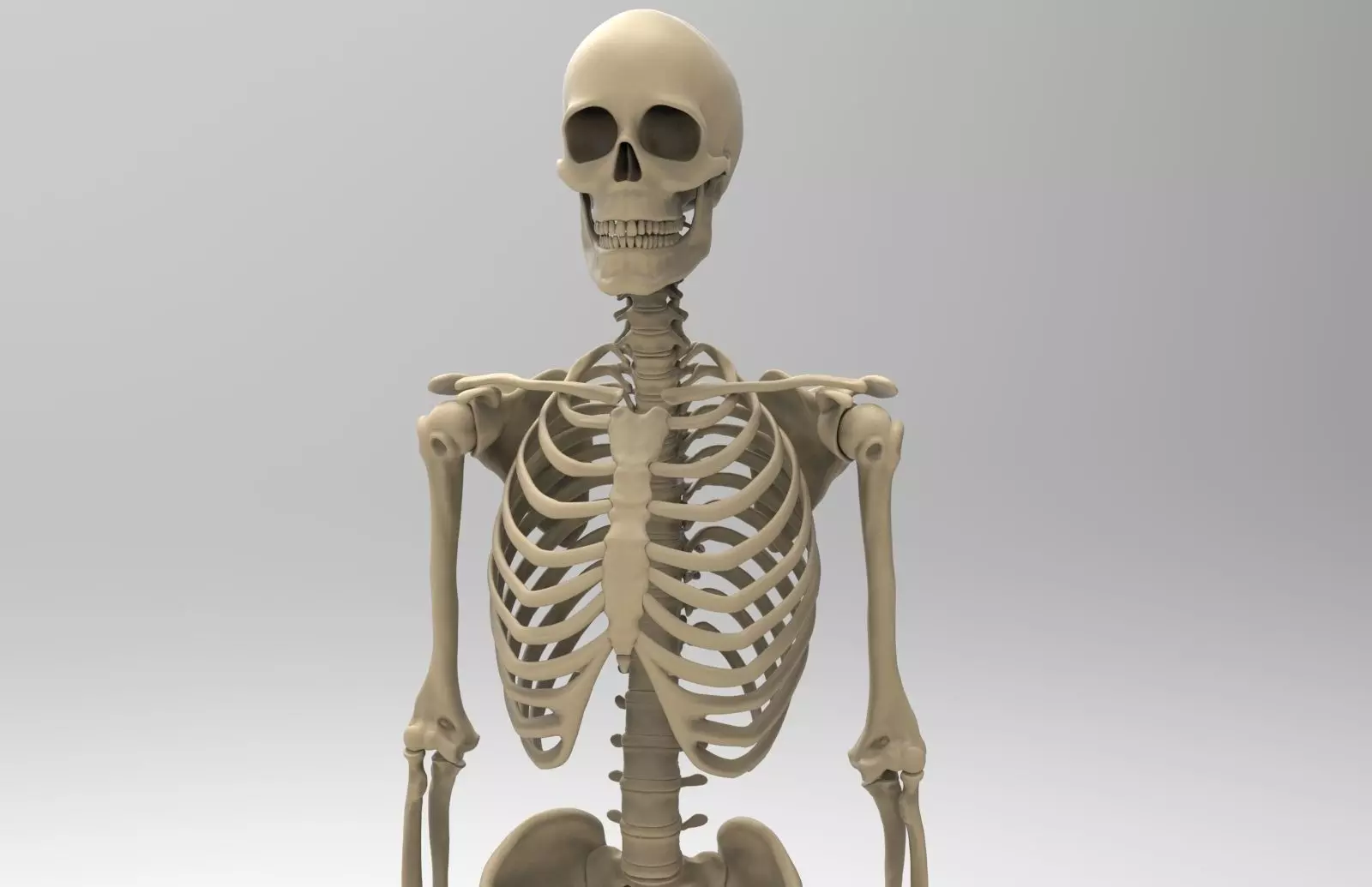 Human Skeletal System  3D model_0