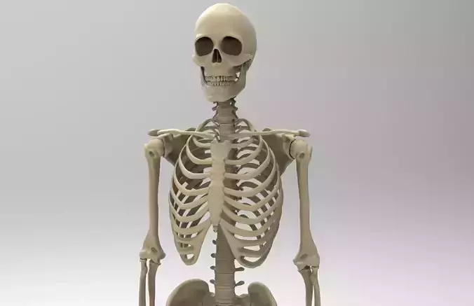 Human Skeletal System  3D model