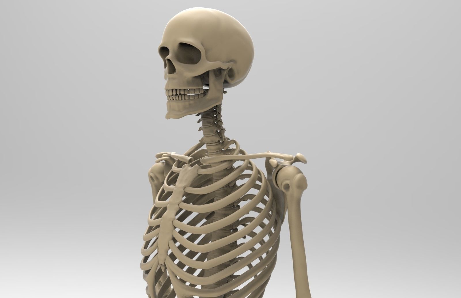 Human Skeletal System  3D model_1