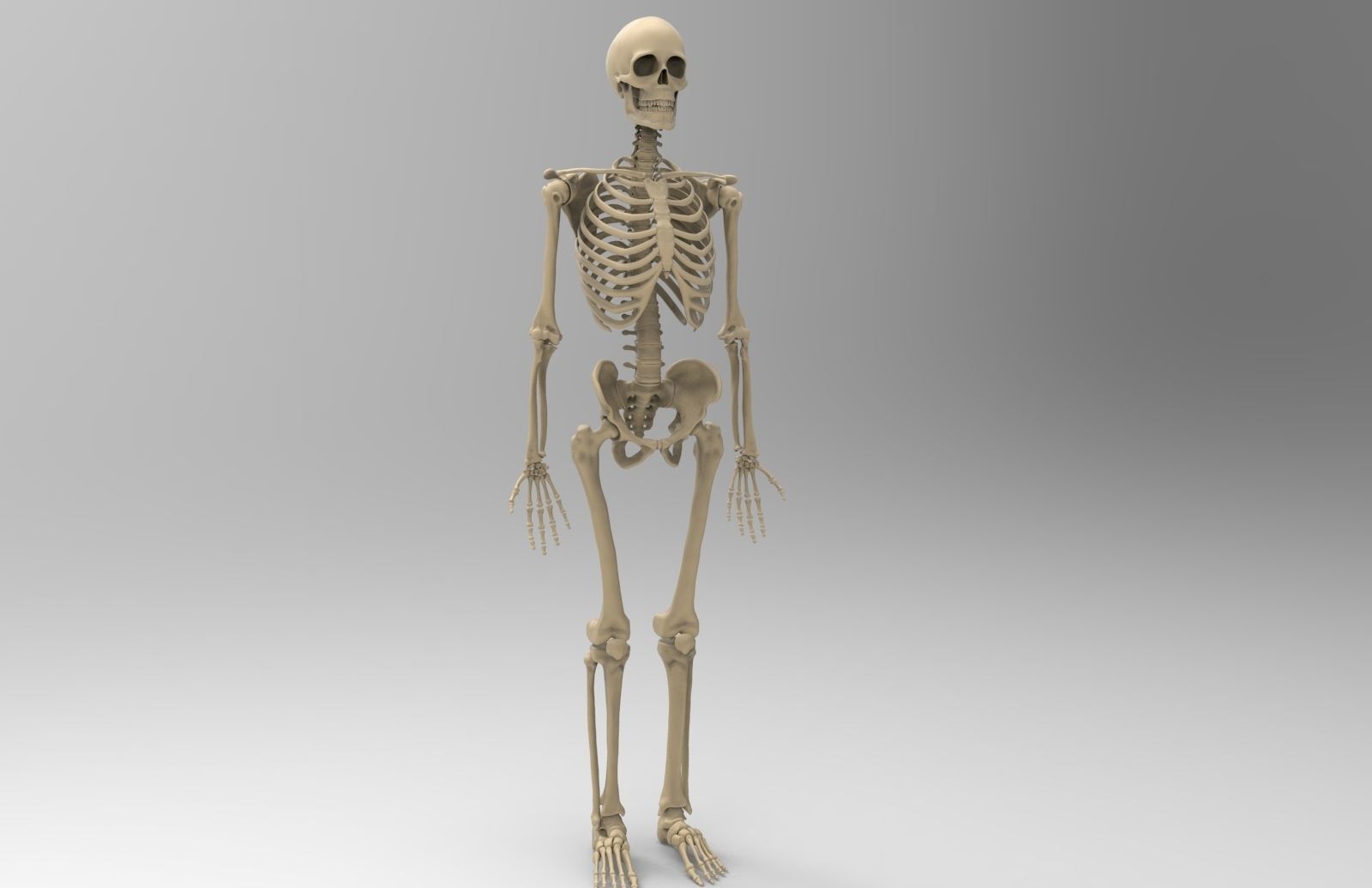 Human Skeletal System  3D model_9