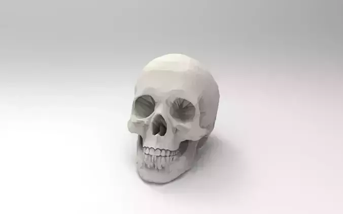 3D Printable Human Skull 3D print model