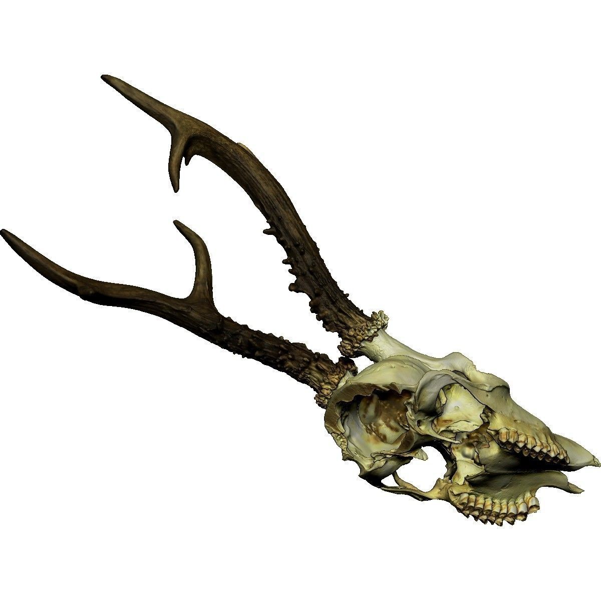 Antlers European  Deer  3D print model_2