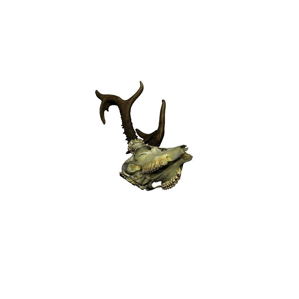 Antlers European  Deer  3D print model_1