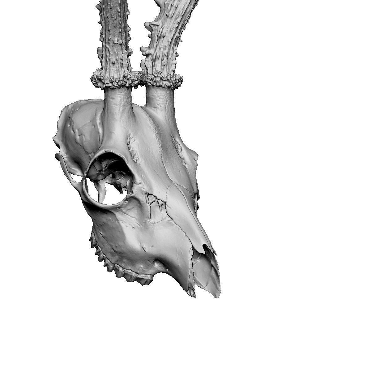 Antlers European  Deer  3D print model_8