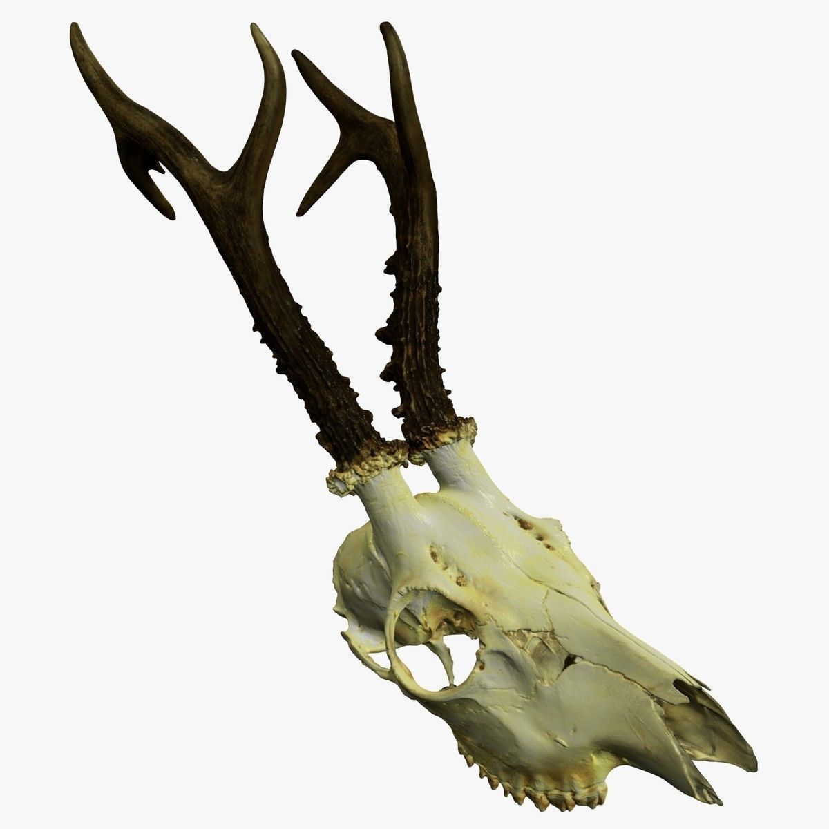 Antlers European  Deer  3D print model_11
