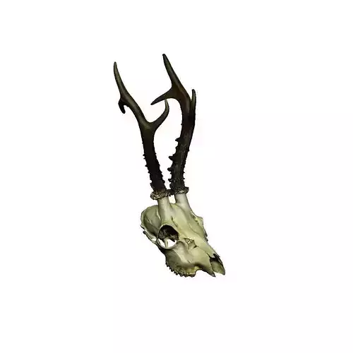 Antlers European  Deer  3D print model