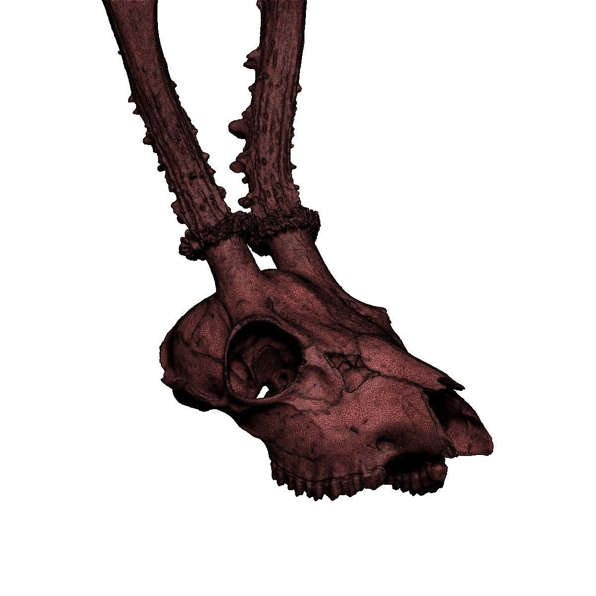 Antlers European  Deer  3D print model_3