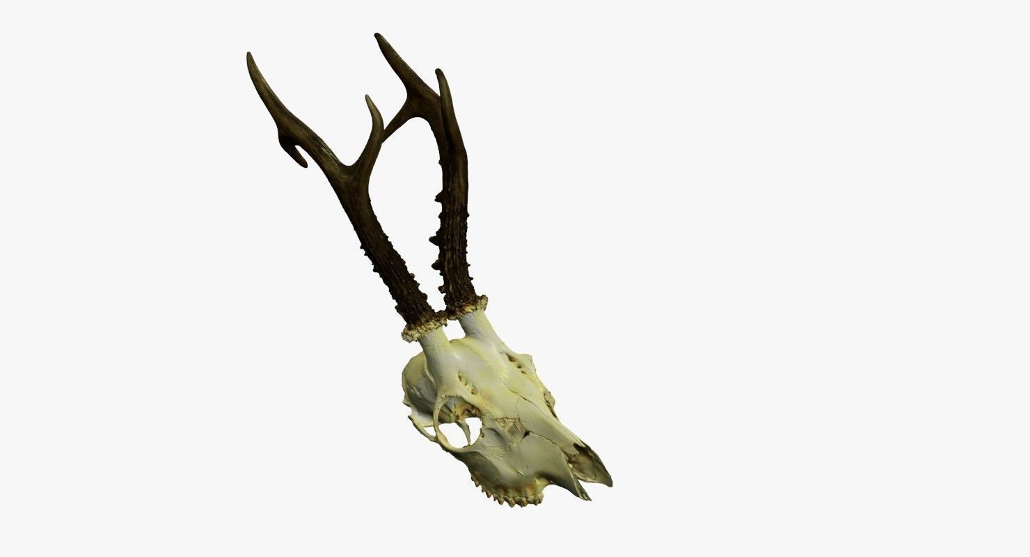 Antlers European  Deer  3D print model_10
