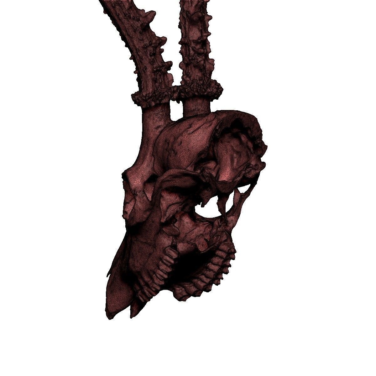 Antlers Deer European Low-poly 3D model_6