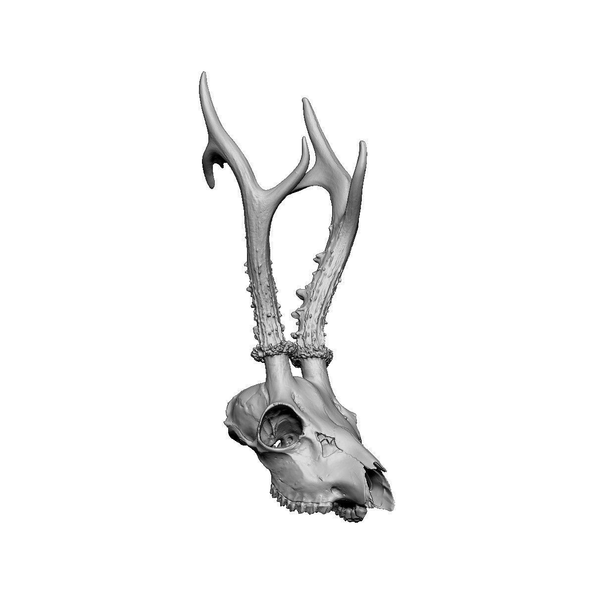 Antlers Deer European Low-poly 3D model_5