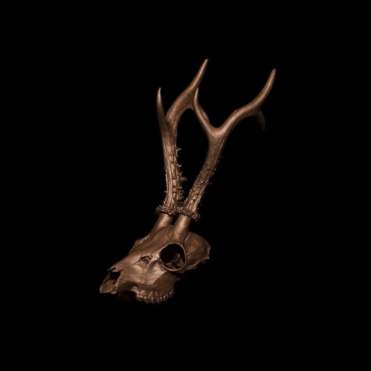 Antlers Deer European Low-poly 3D model_10