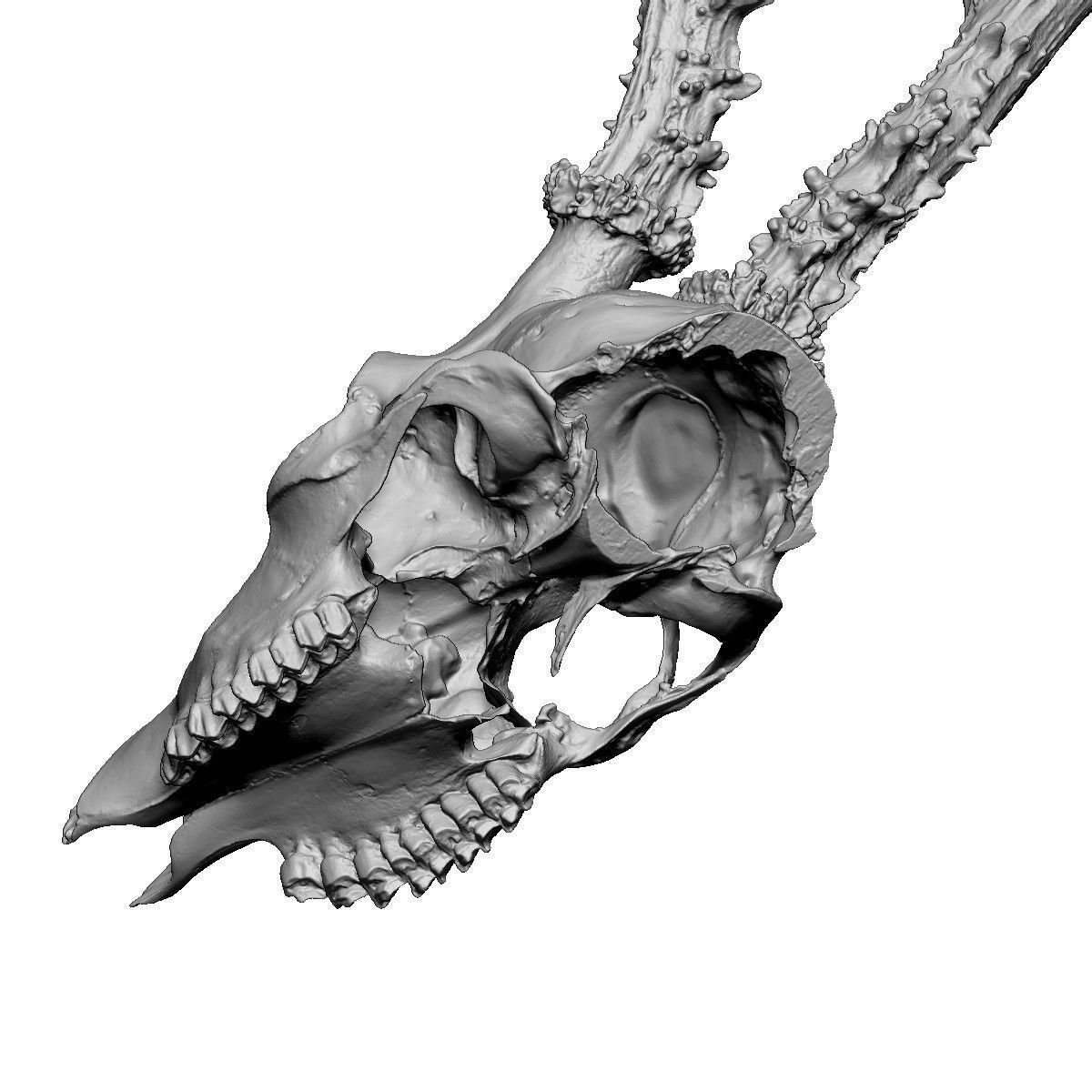 Antlers Deer European Low-poly 3D model_7