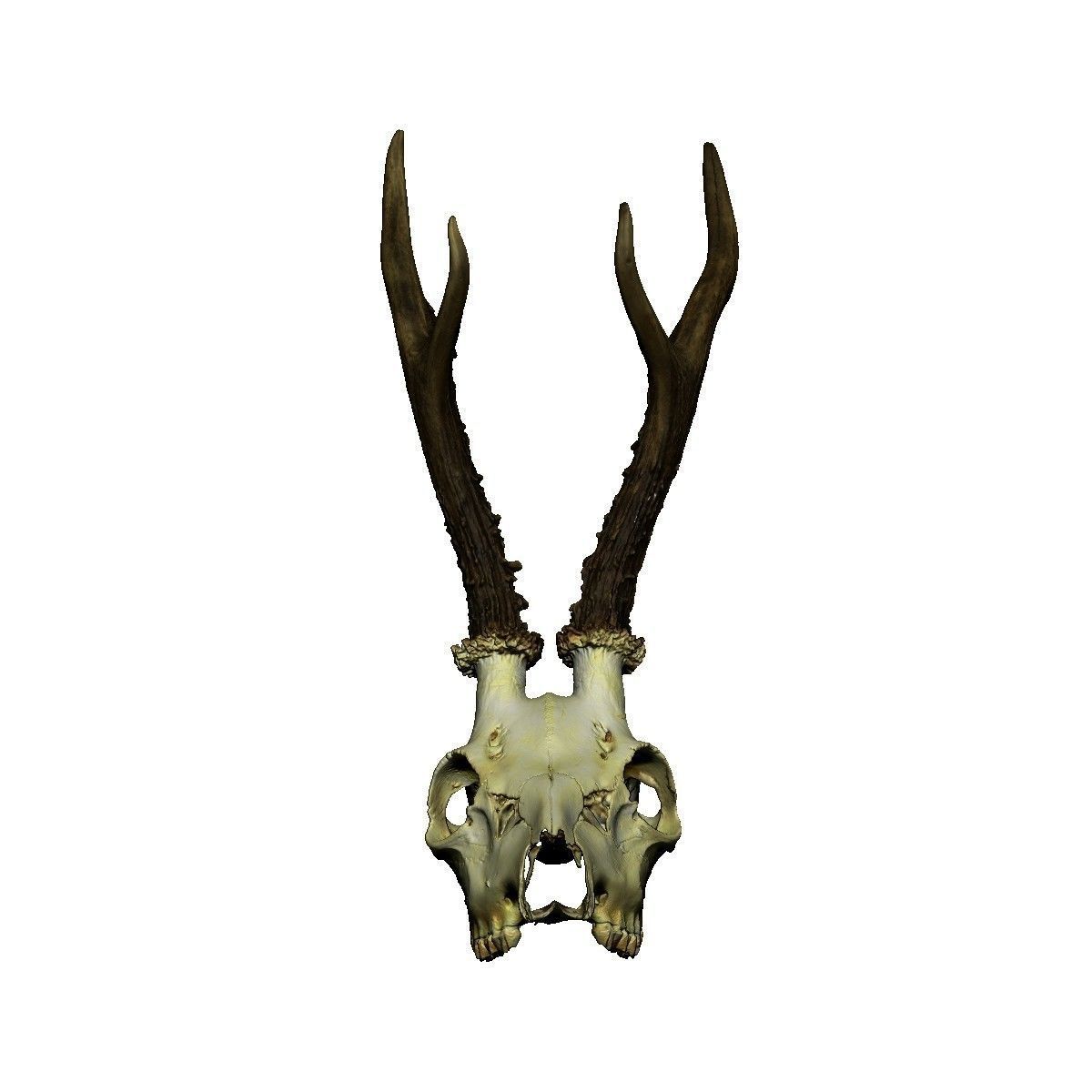 Antlers Deer European Low-poly 3D model_4