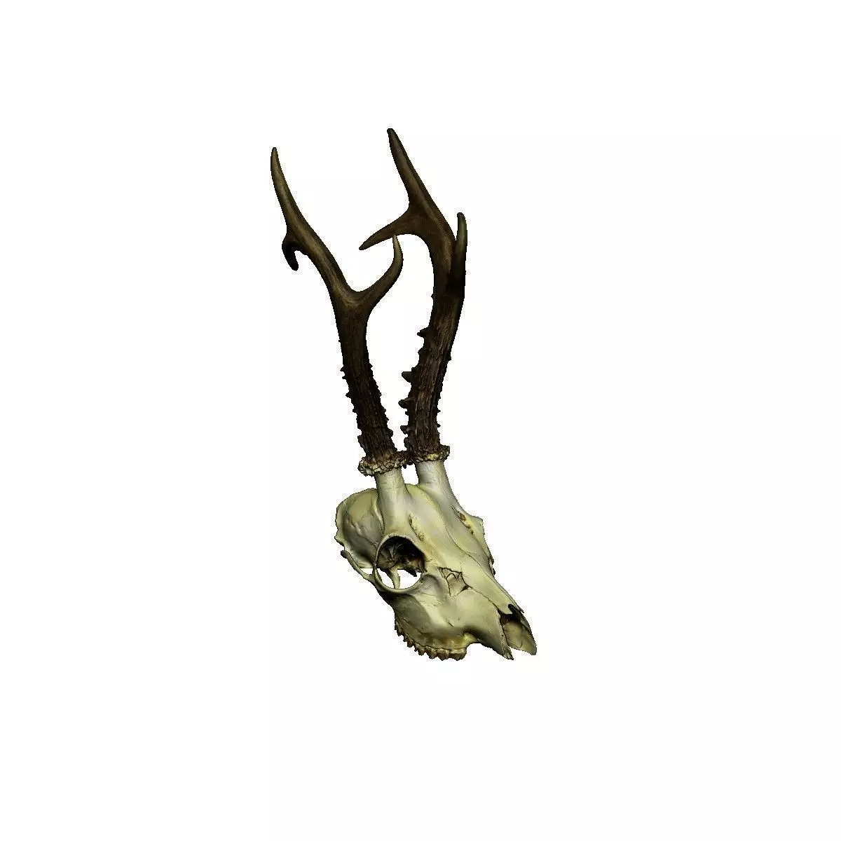 Antlers Deer European Low-poly 3D model_0