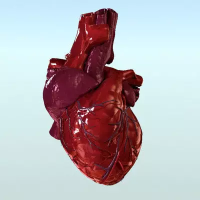 Heart Anatomy 3D model