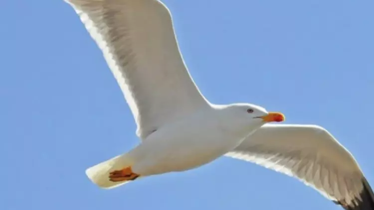 Seagull Bird 3D Model Free 3D model