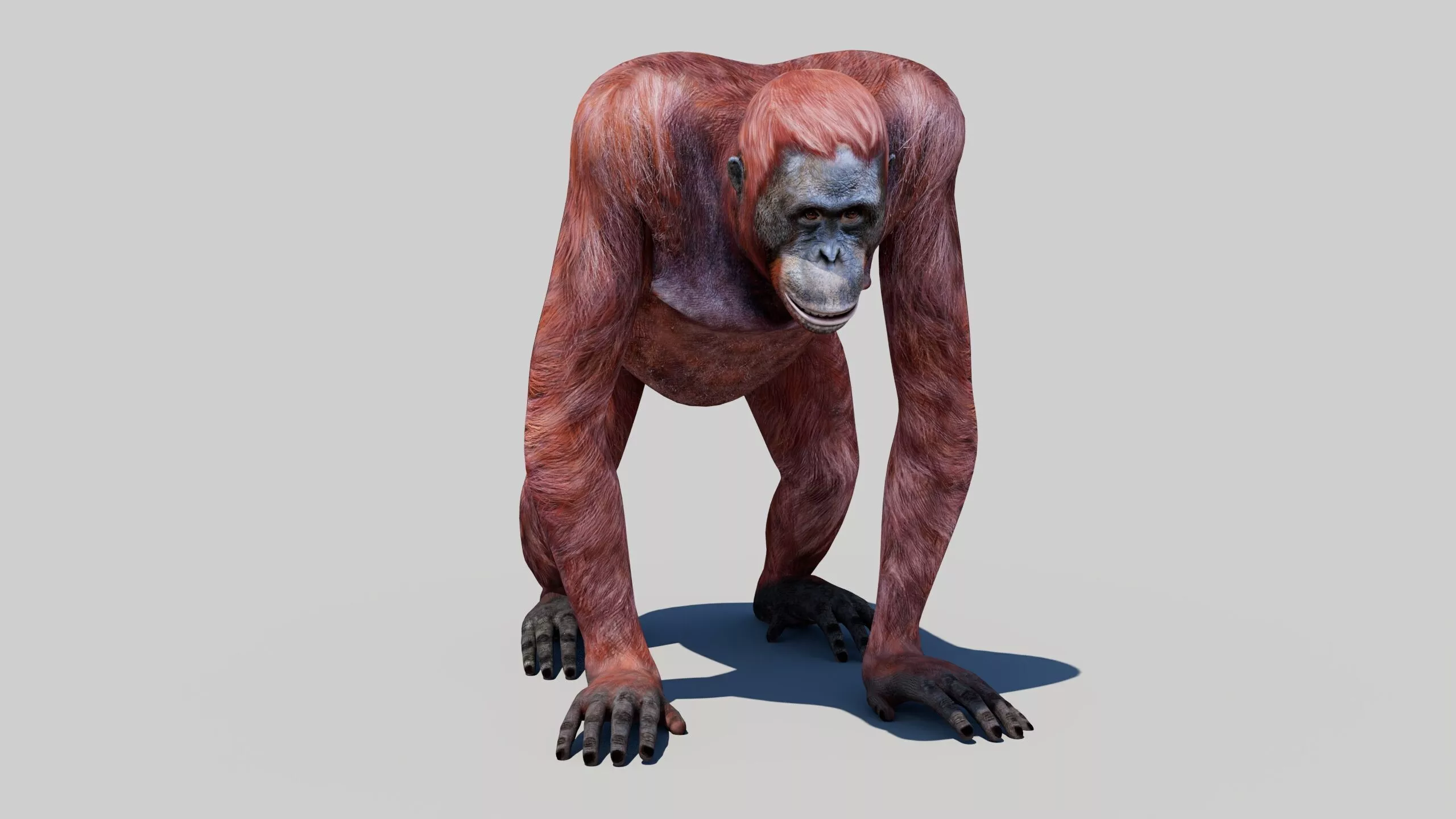 Orangutan Female Low-poly 3D model