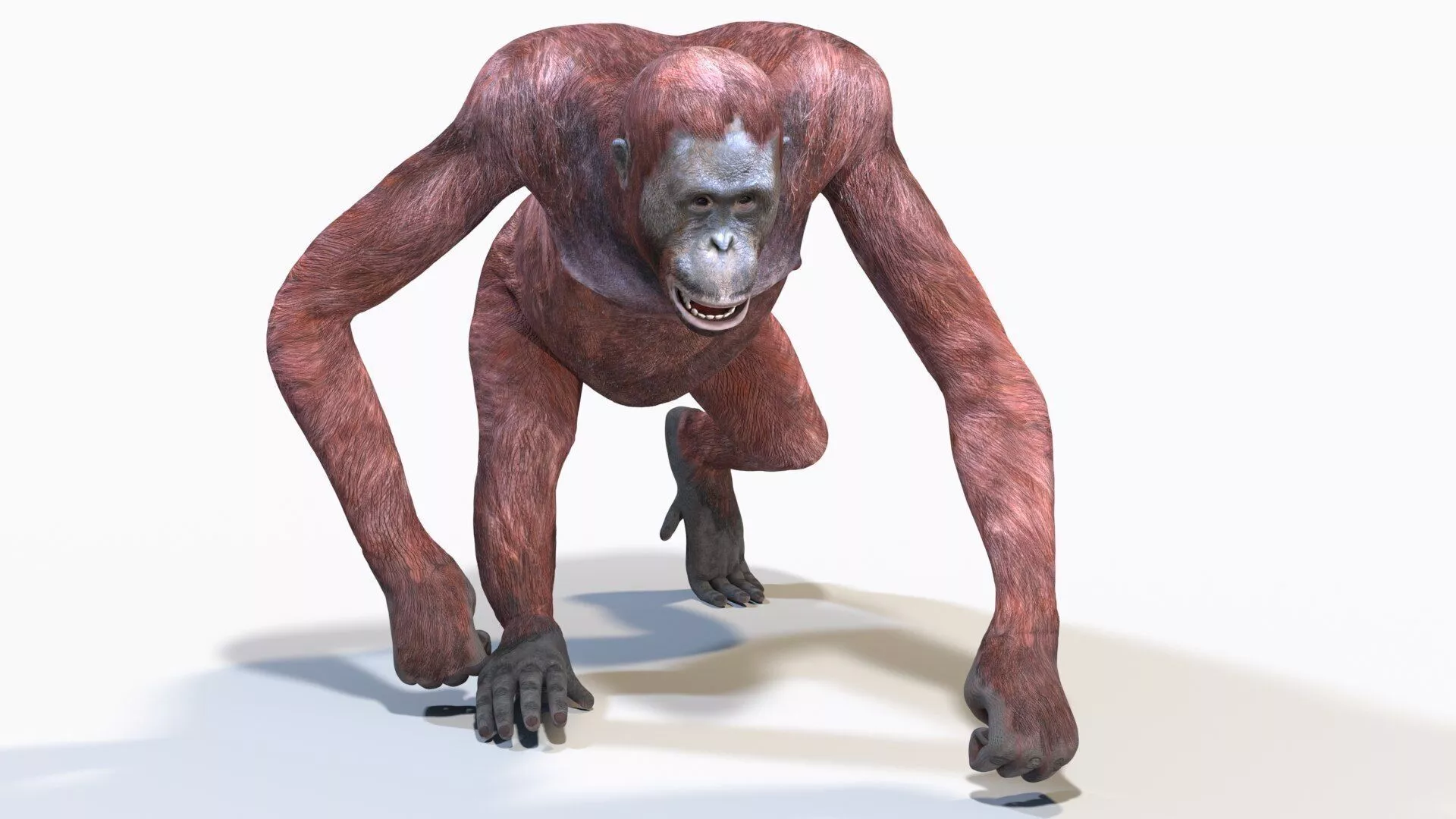 Animated Female Orangutan Low-poly 3D model