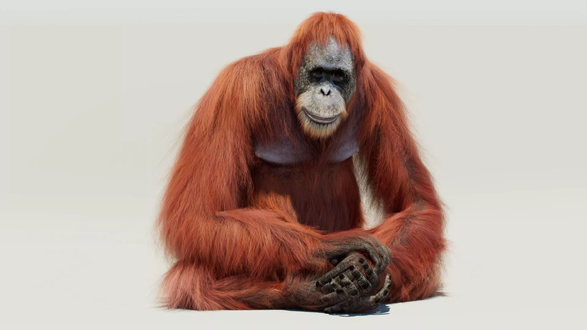 Orangutan Rigged Fur 3D model