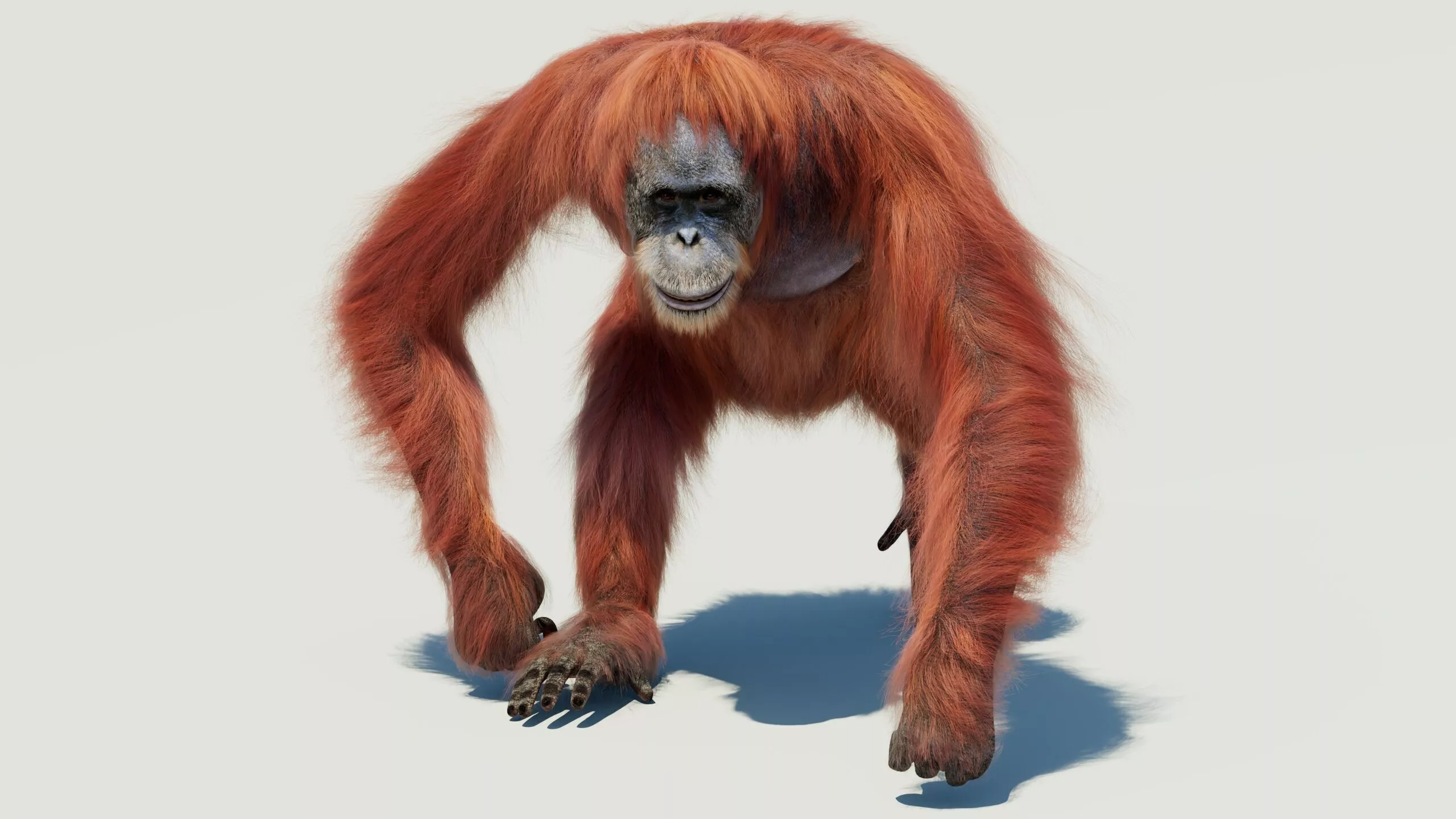 Orangutan Animated Fur 3D model