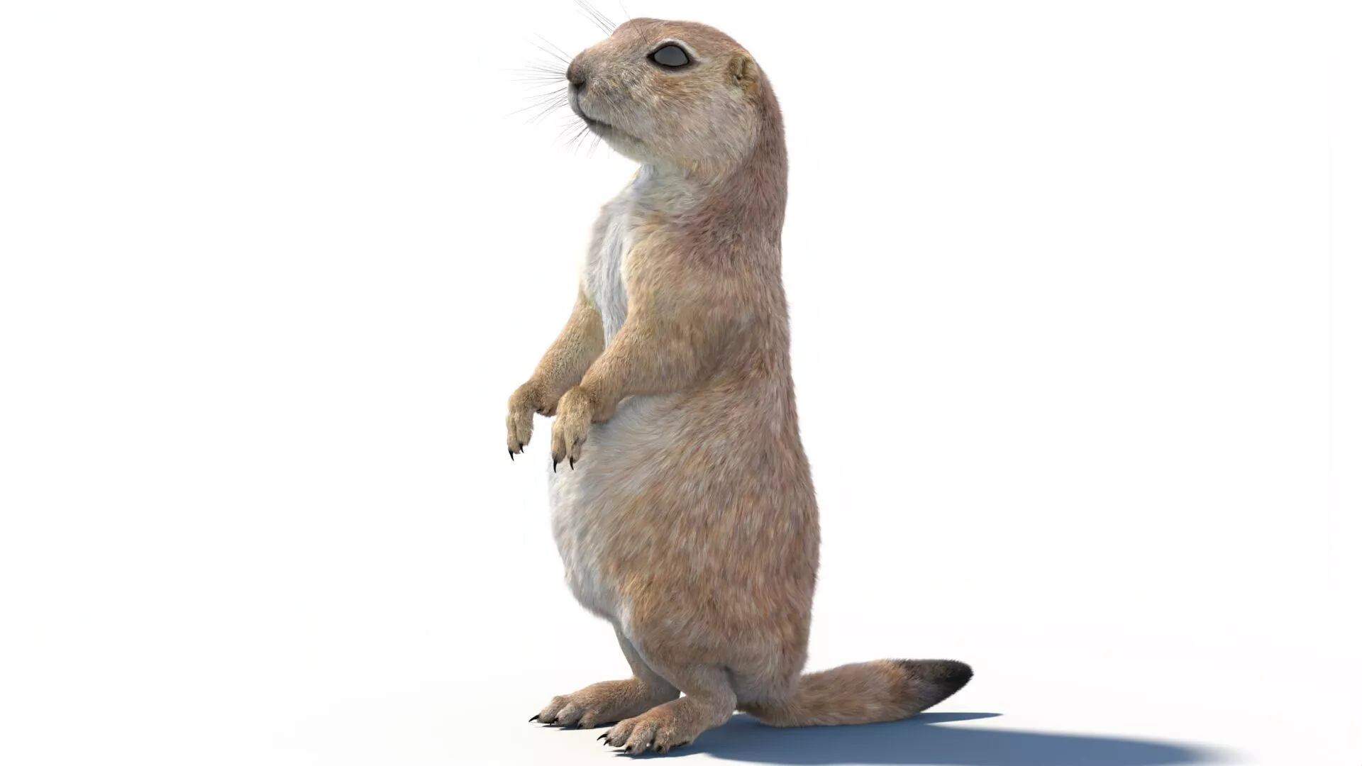 Rigged Prairie Dog Fur 3D model
