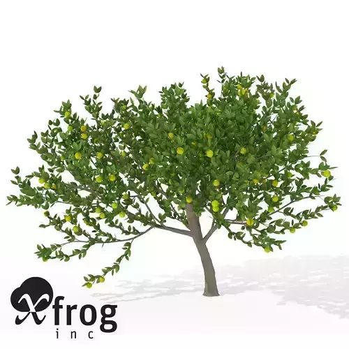 XfrogPlants Mexican Lime