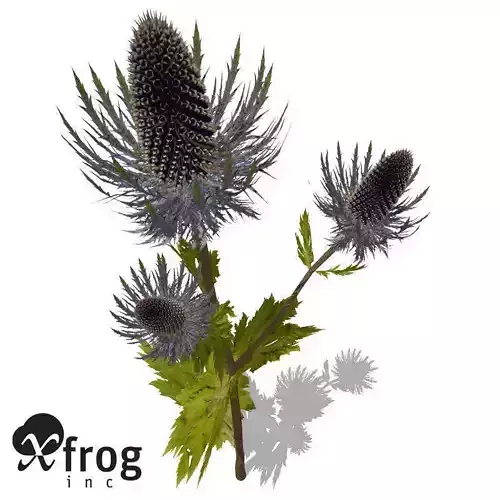 XfrogPlants Sea Holly