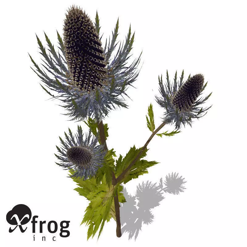 XfrogPlants Sea Holly 3D model