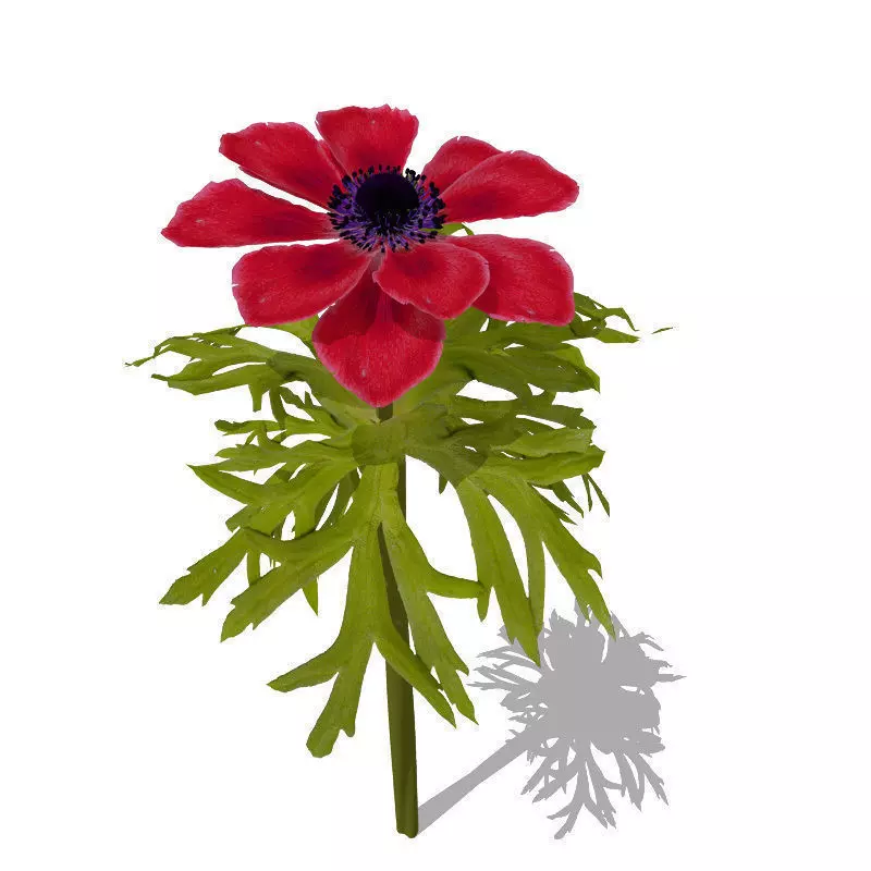 XfrogPlants Poppy Anemone Free 3D model