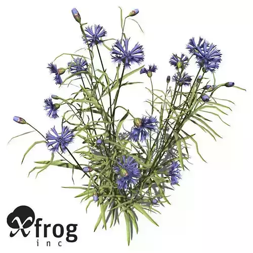 XfrogPlants Cornflower  3D model