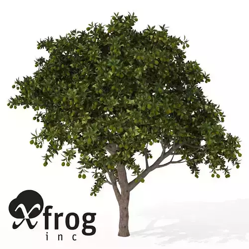 XfrogPlants Mango tree 3D model