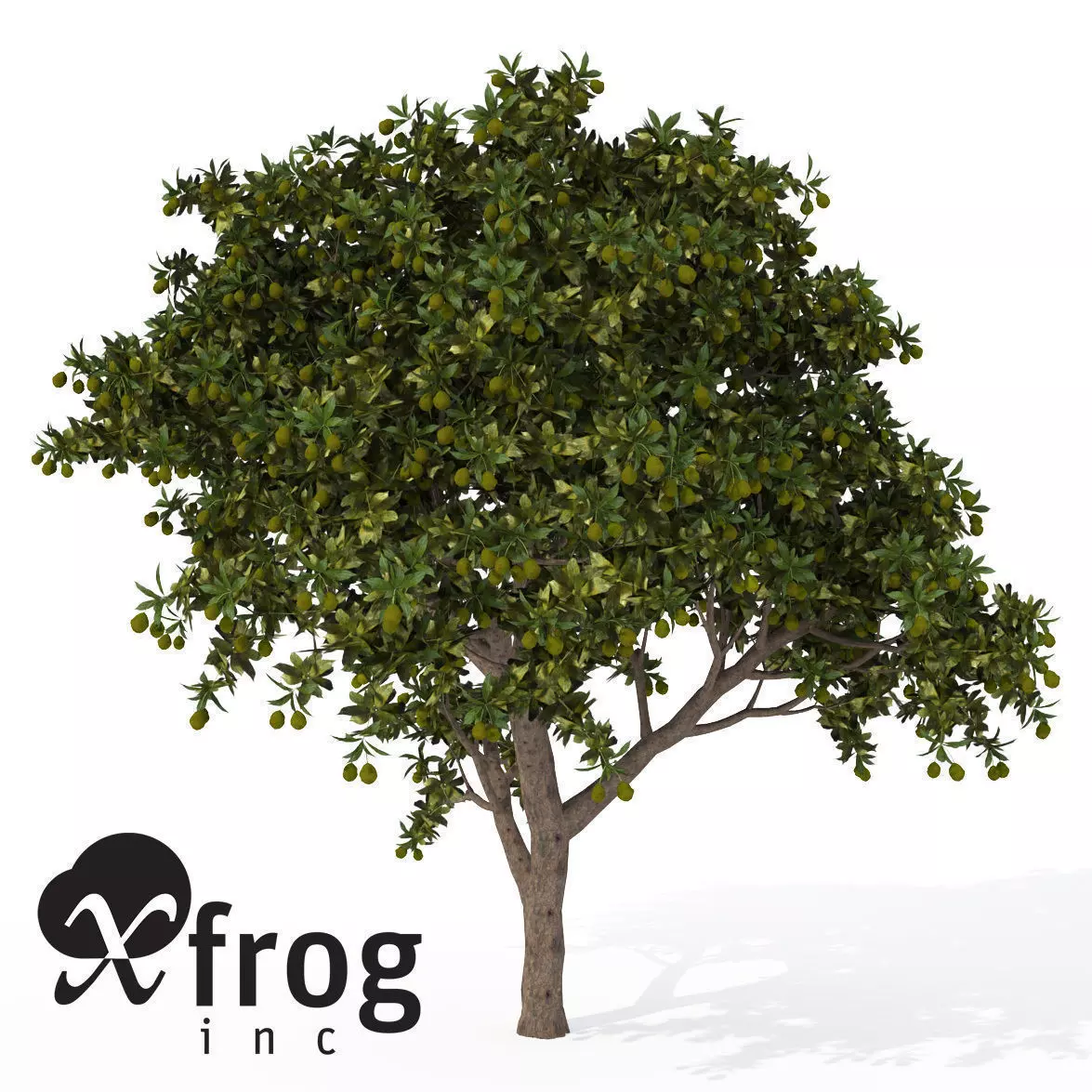 Mango Tree Model XfrogPlants Mango tree 3D model | CGTrader