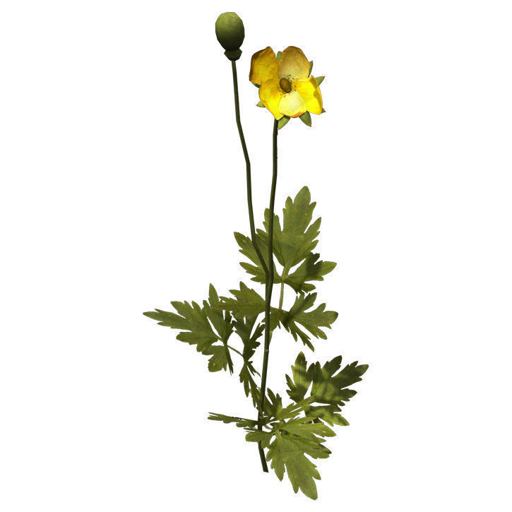 XfrogPlants Creeping Buttercup 3D model_3