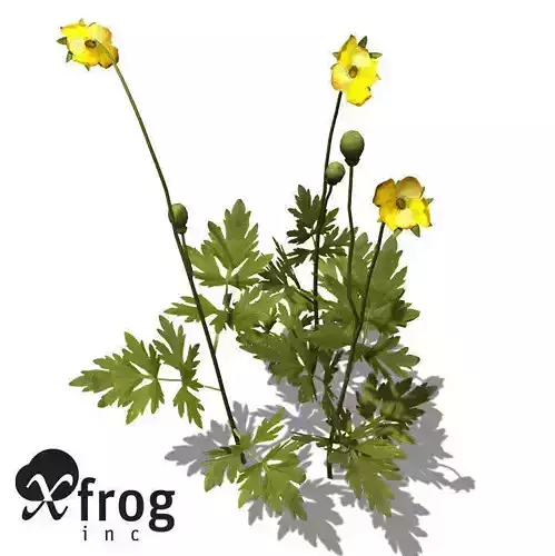 XfrogPlants Creeping Buttercup 3D model