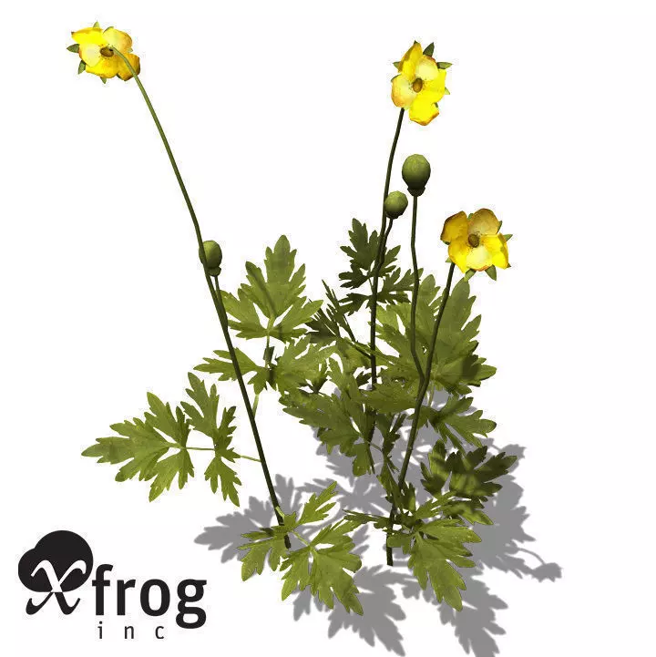XfrogPlants Creeping Buttercup 3D model_0
