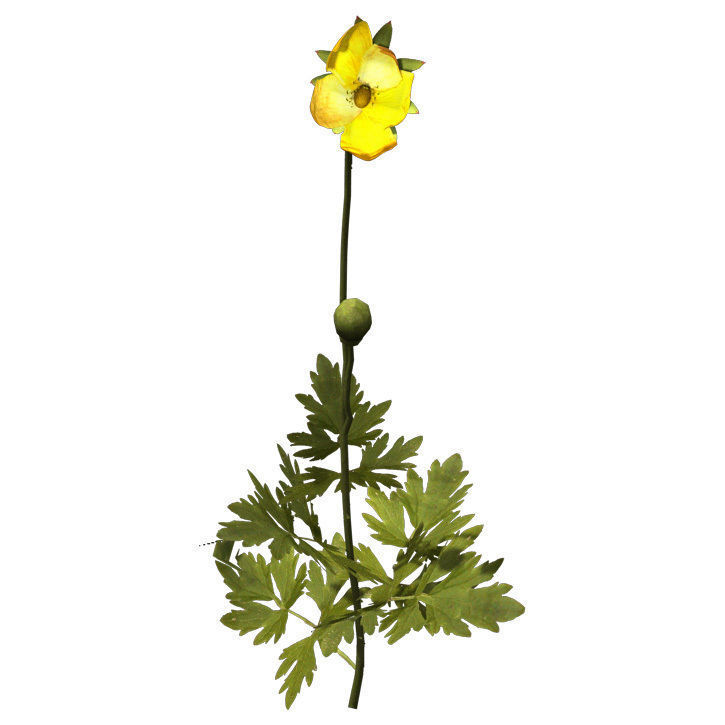 XfrogPlants Creeping Buttercup 3D model_1