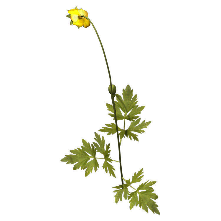 XfrogPlants Creeping Buttercup 3D model_2