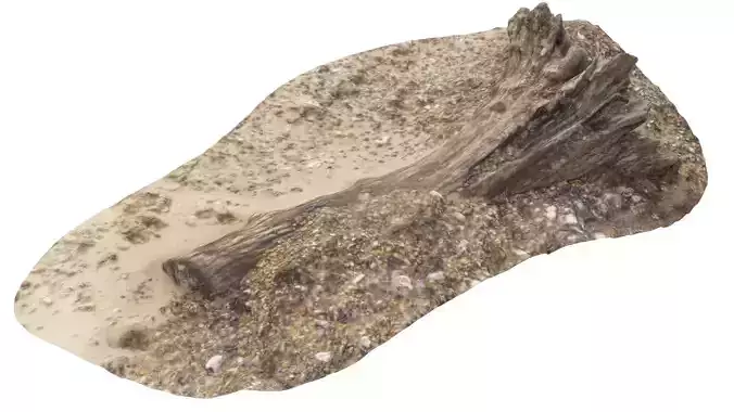 Beach Tree Stump 01 - High and Low Poly versions Low-poly 3D model