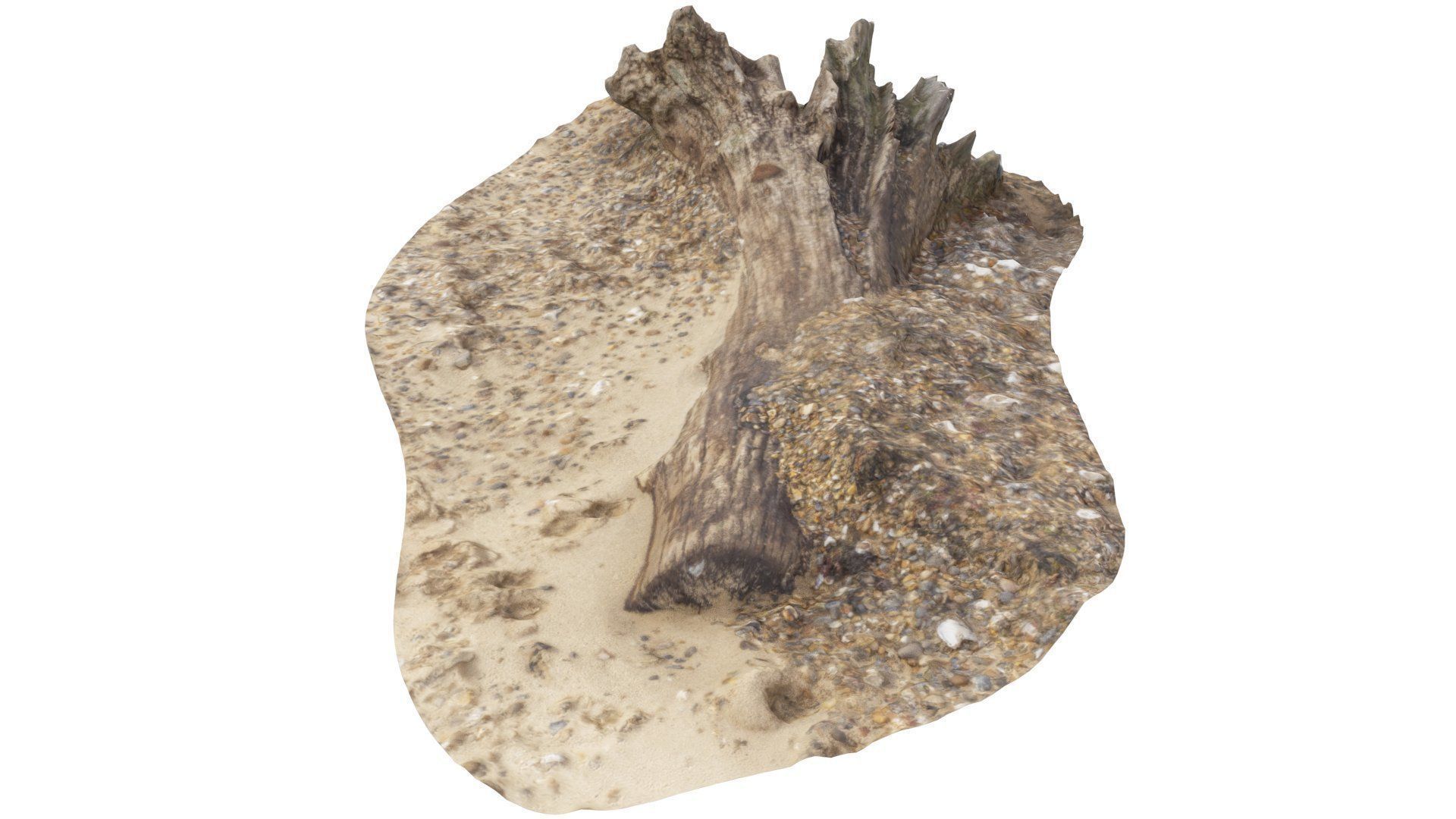 Beach Tree Stump 01 - High and Low Poly versions Low-poly 3D model_2