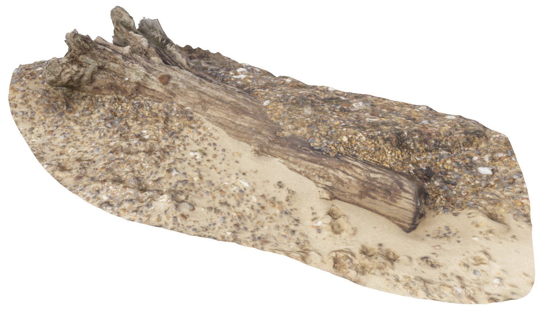 Beach Tree Stump 01 - High and Low Poly versions Low-poly 3D model_3