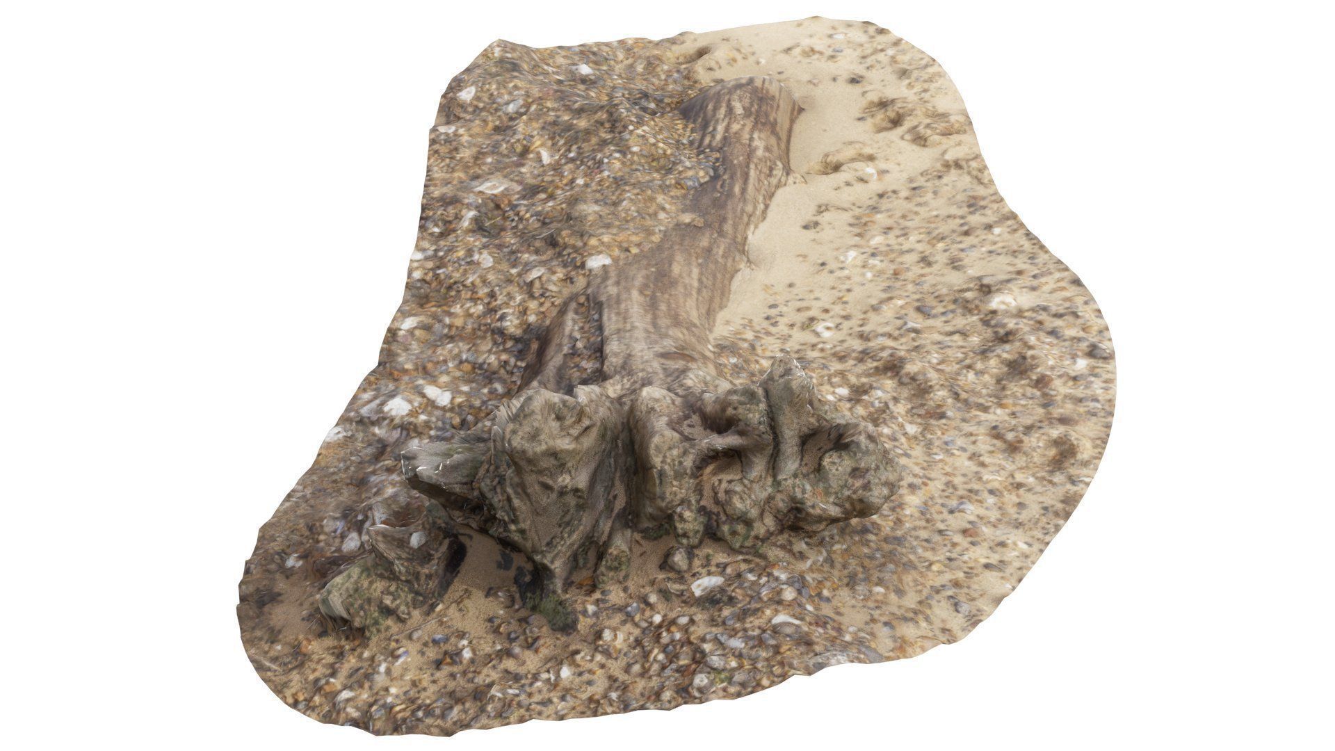 Beach Tree Stump 01 - High and Low Poly versions Low-poly 3D model_7