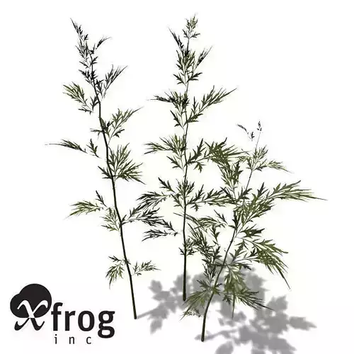 XfrogPlants Mugwort 3D model