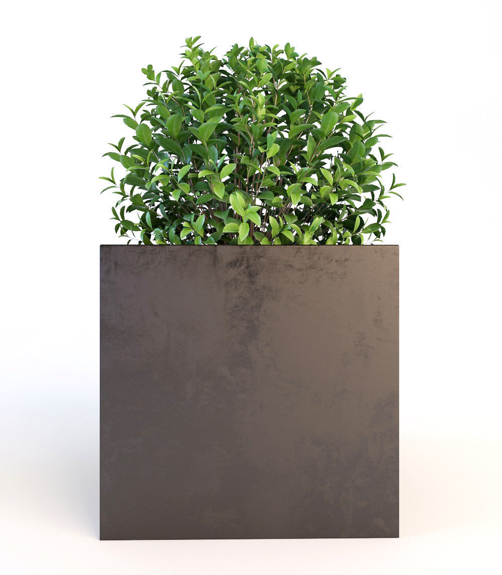 Trees tree in box Low-poly 3D model_5