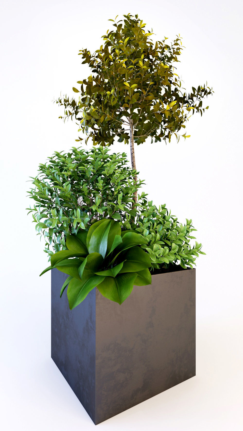 Trees tree in box Low-poly 3D model_3