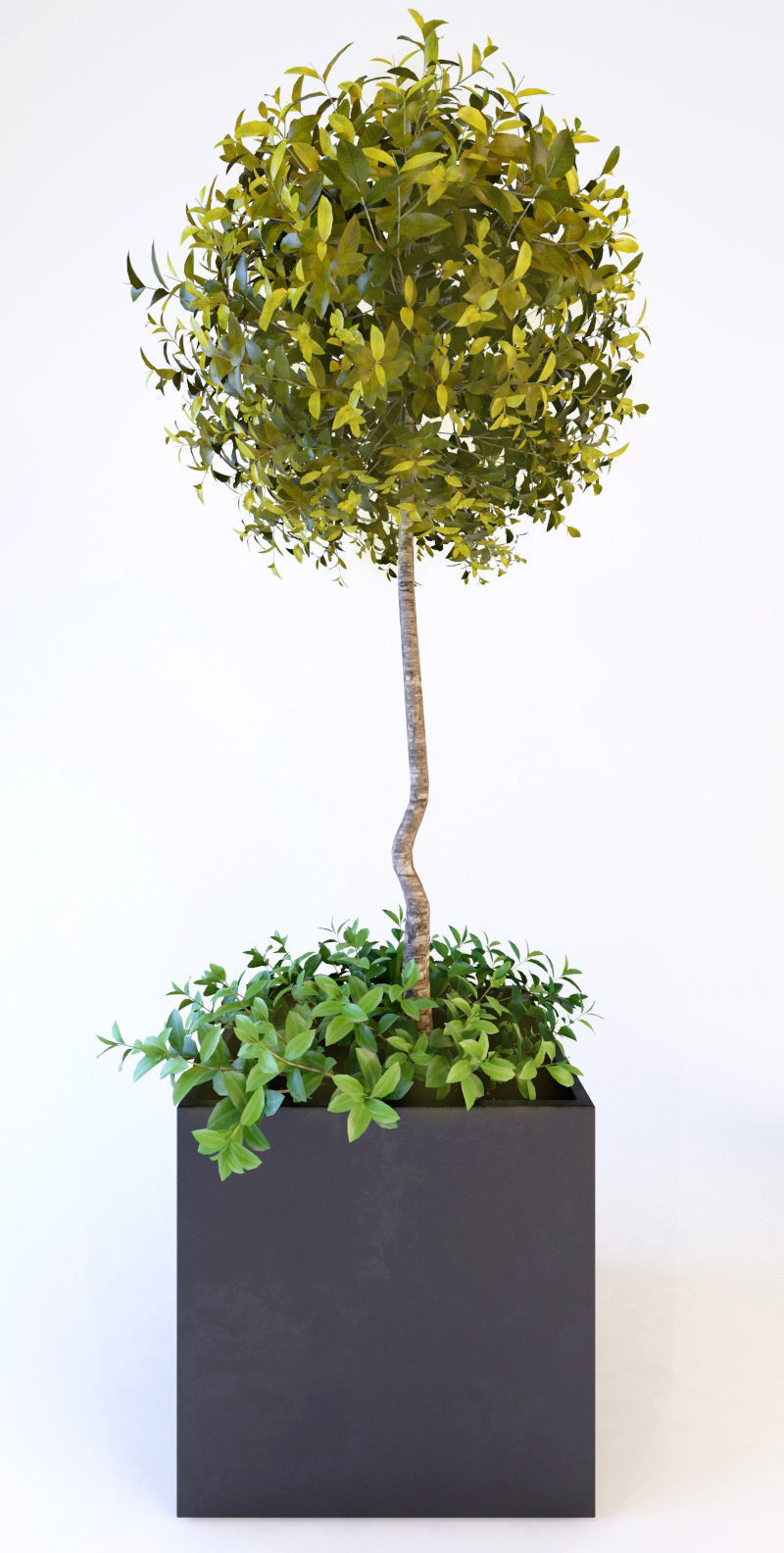 Trees tree in box Low-poly 3D model_2