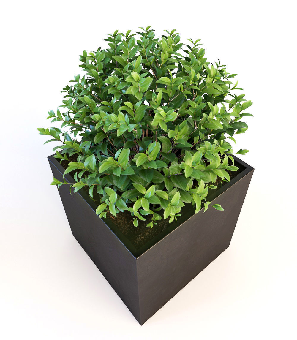 Trees tree in box Low-poly 3D model_4