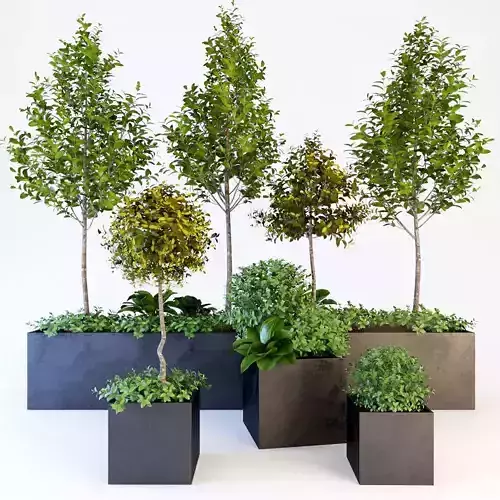 Trees tree in box Low-poly 3D model